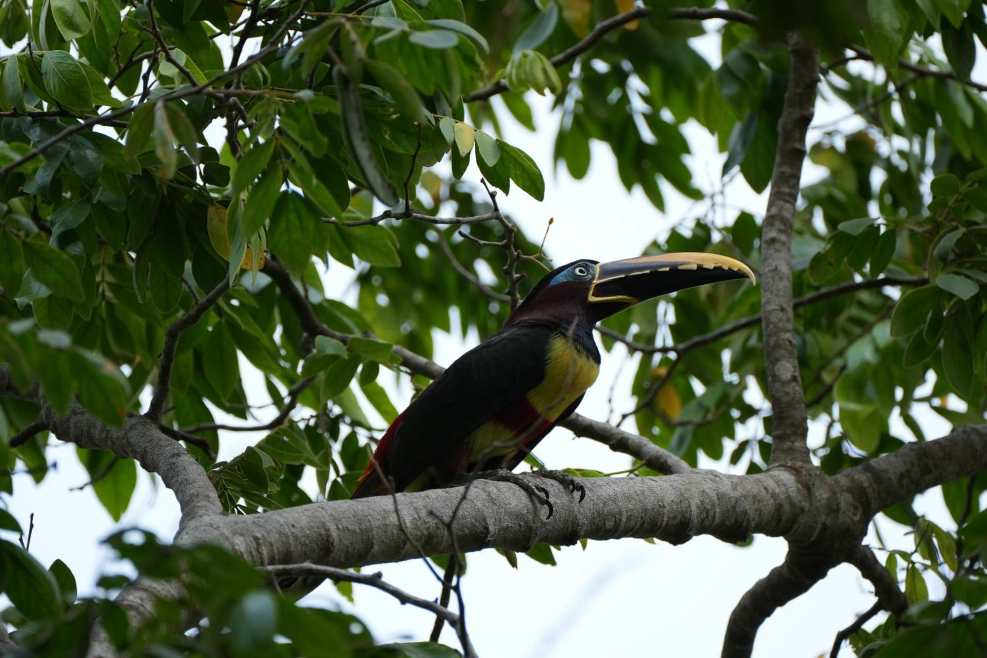 Savanna Orinoquia Lodge Orocué المظهر الخارجي الصورة
